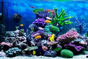 acuario_arrecife_coral-1__